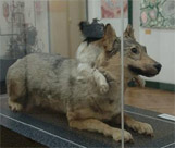 Un des chiens de Demikhov conservé au Musée médical de Lettonie