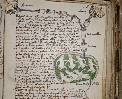 Une page de la section "biologique" du Manuscrit de Voynich