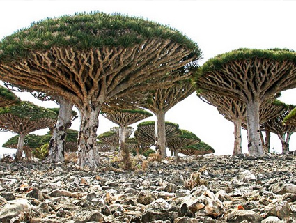 Arbres Sang de Dragon sur l'île de Socotra